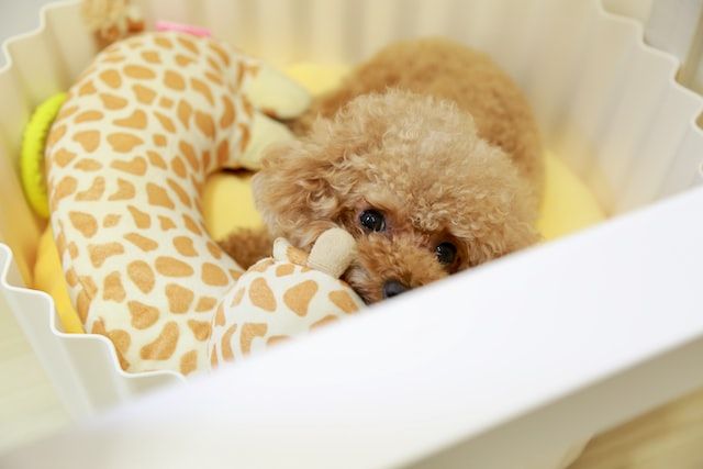 dog