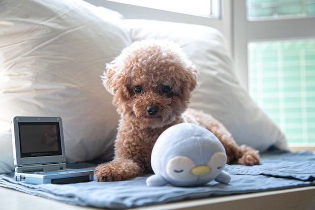 dog