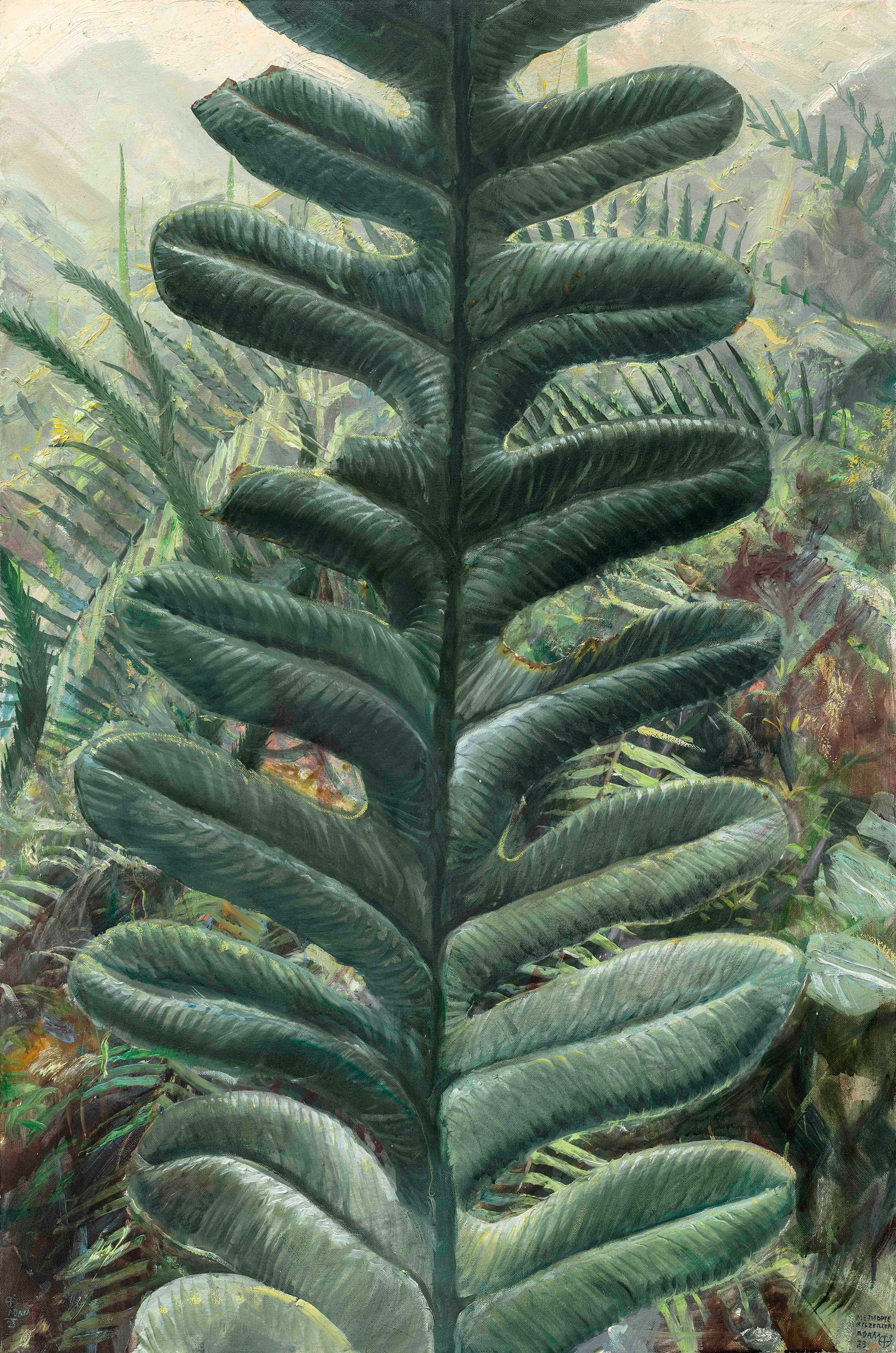 Alethopteris zeilleri