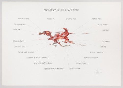 Anatomická studie fatamorgany