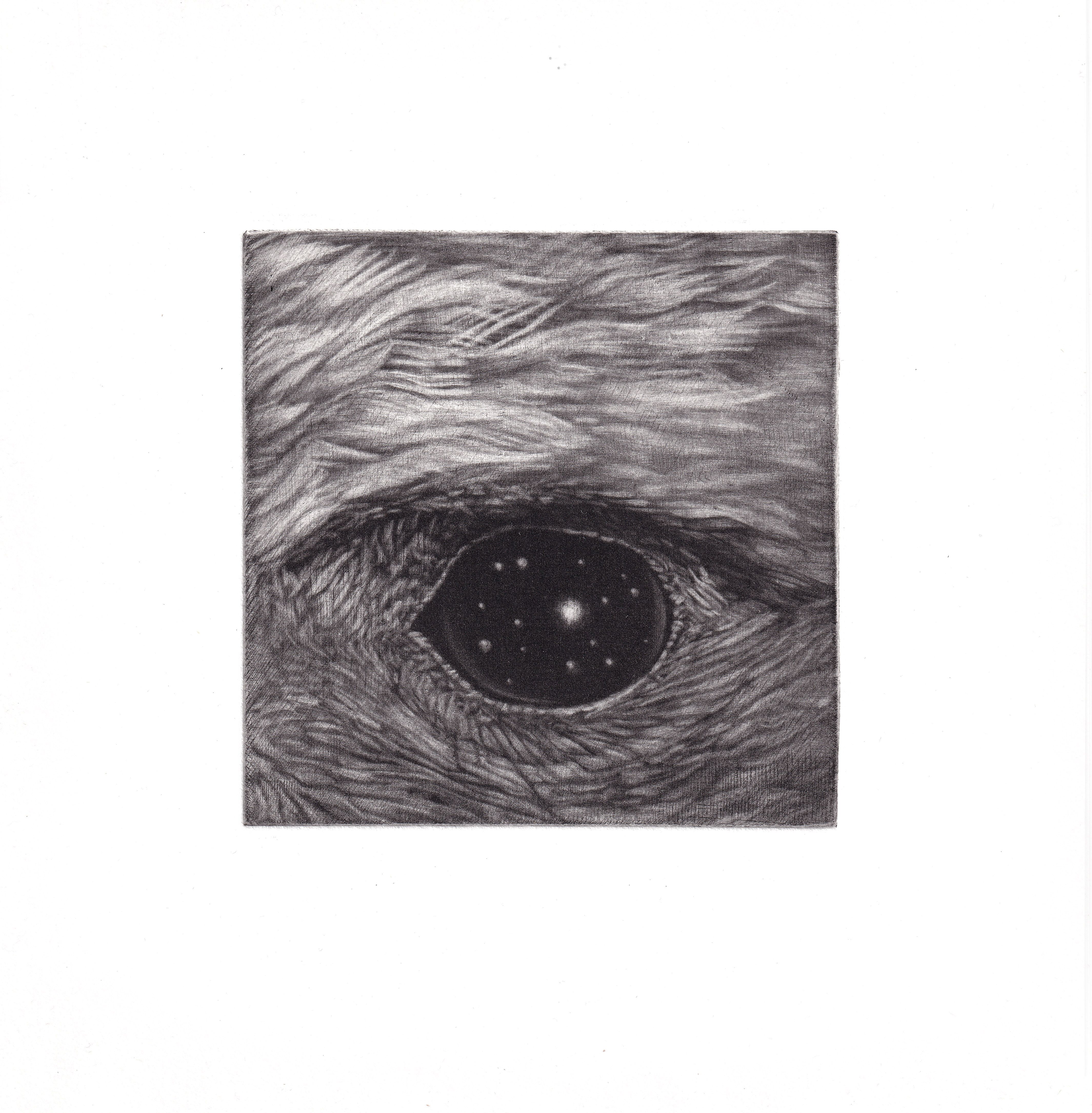 V očích hvězdy (káně) 