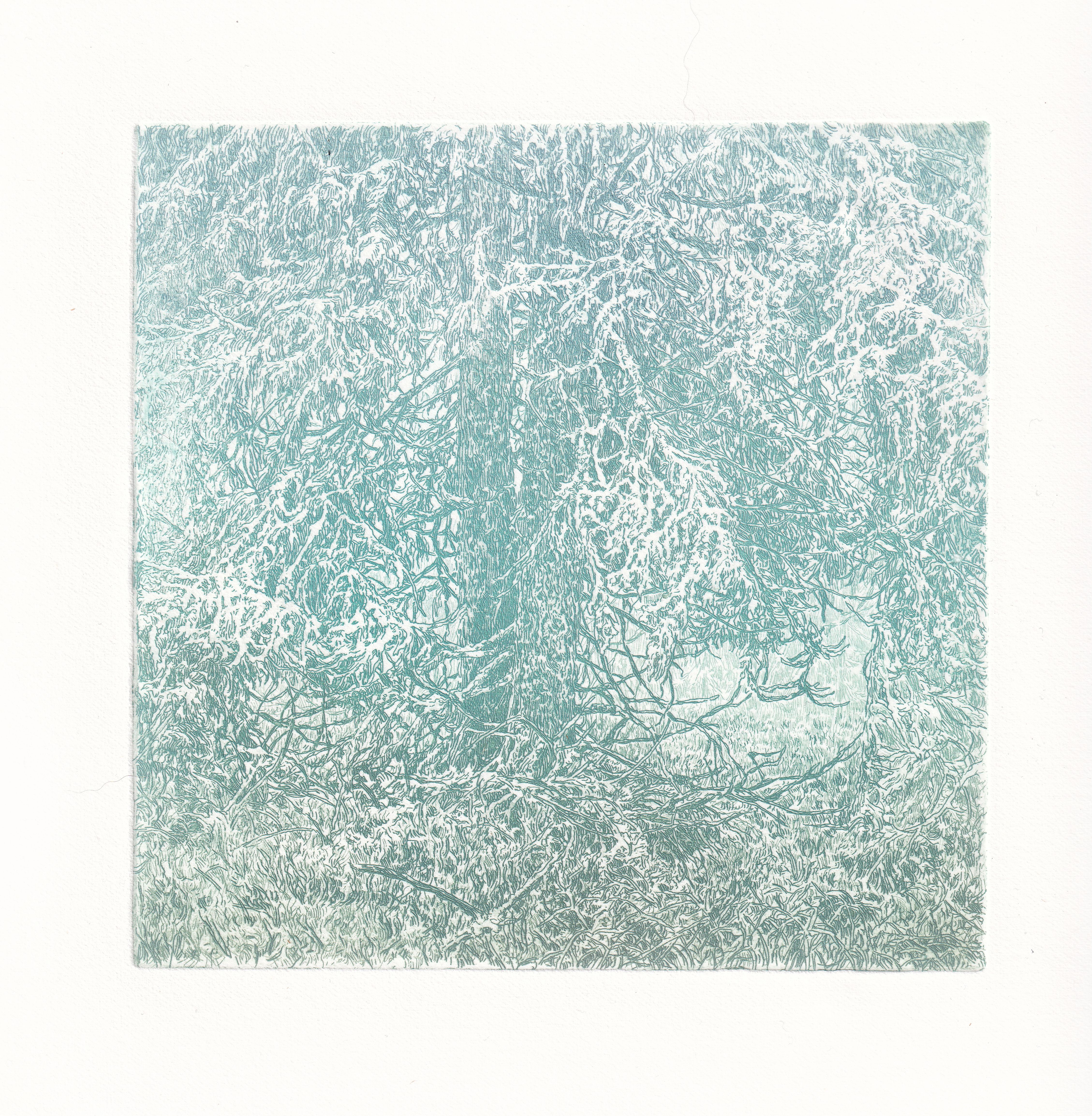 Hluboko v lese II (barva)