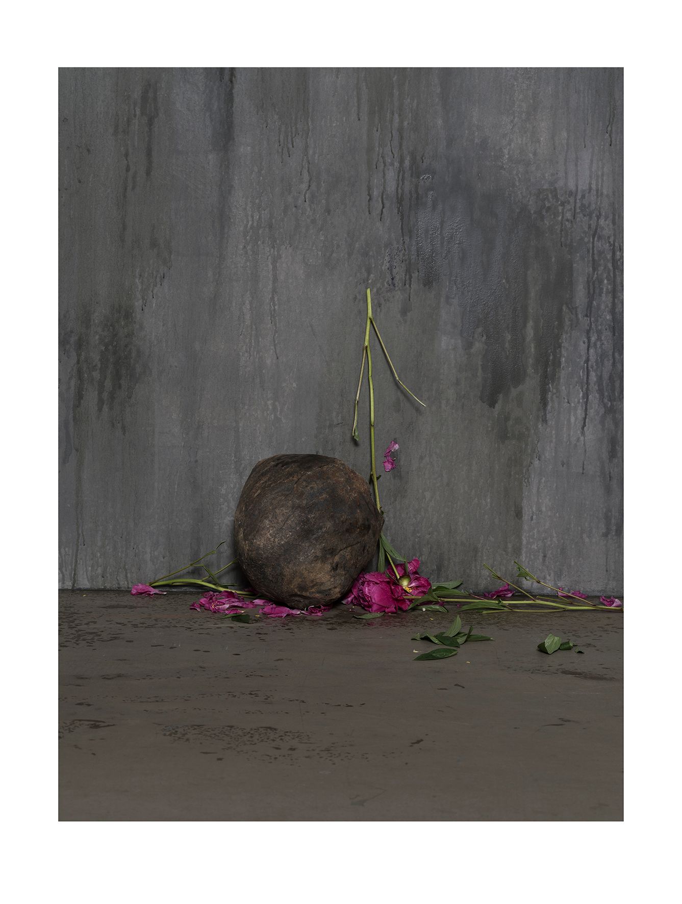 Downfall (Paeonia)