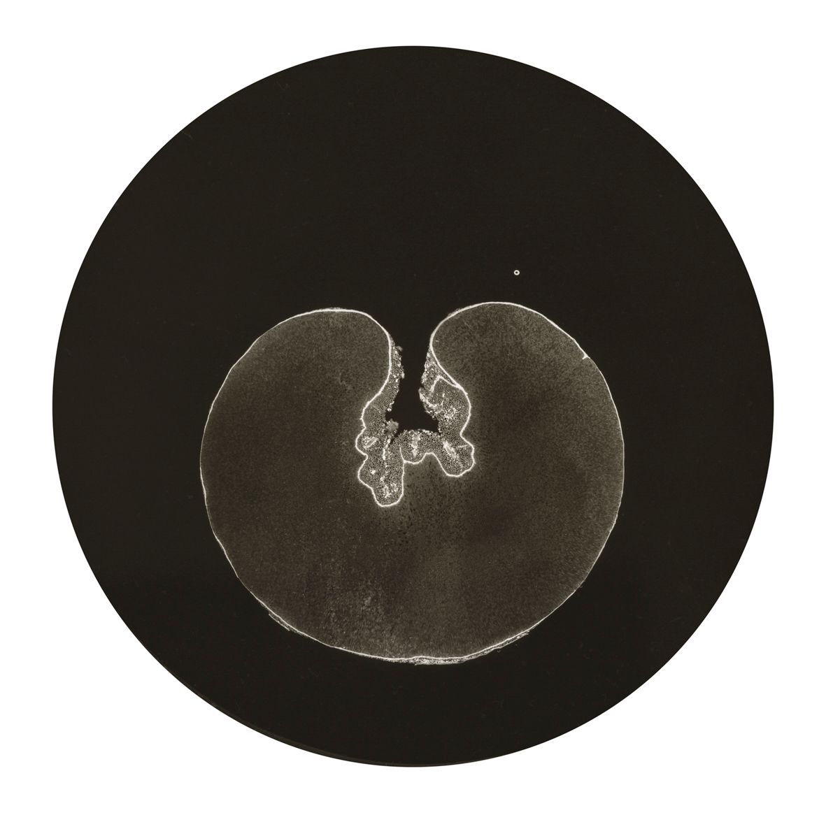  Preparát, fig. 5
