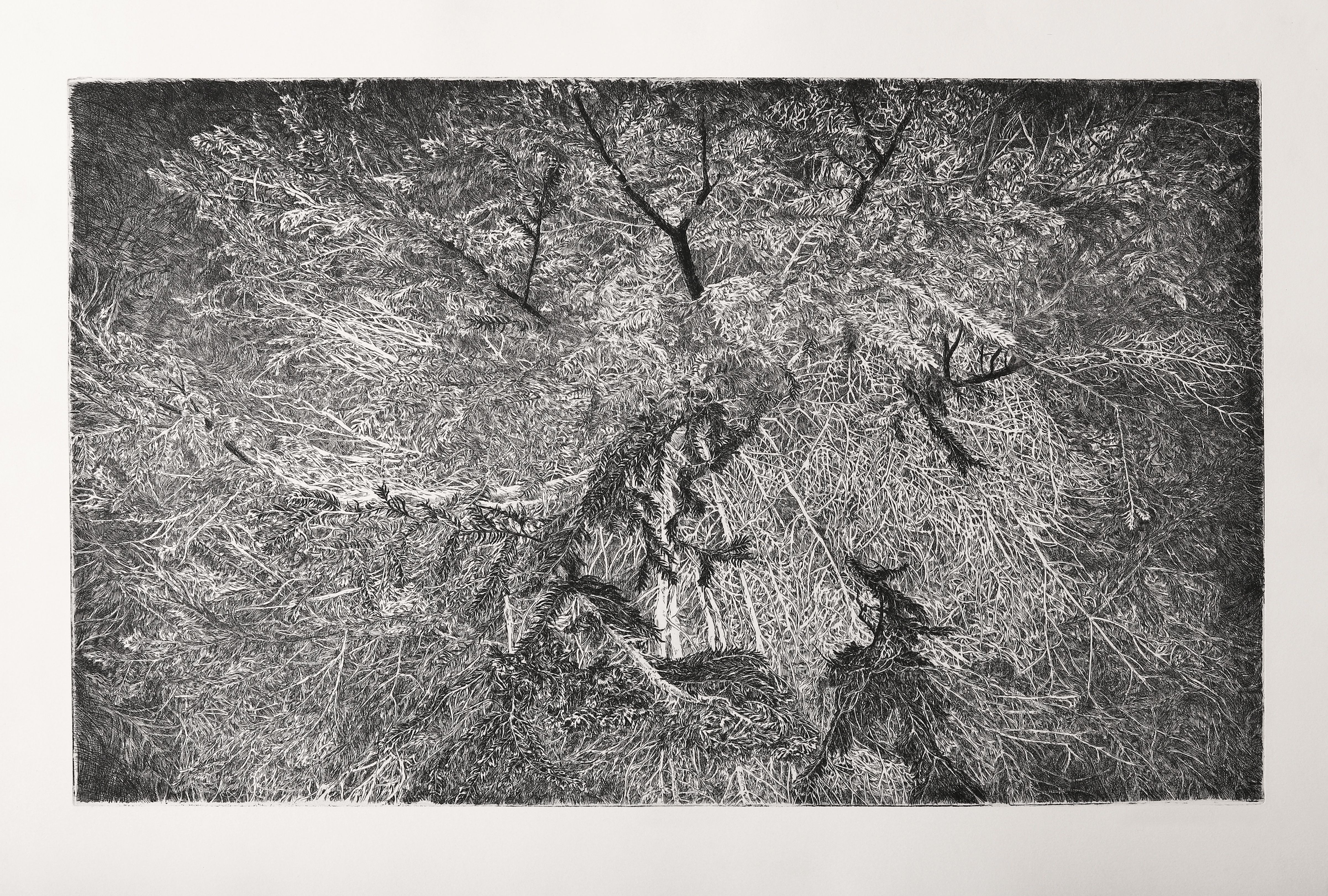 Přítomnost světla 