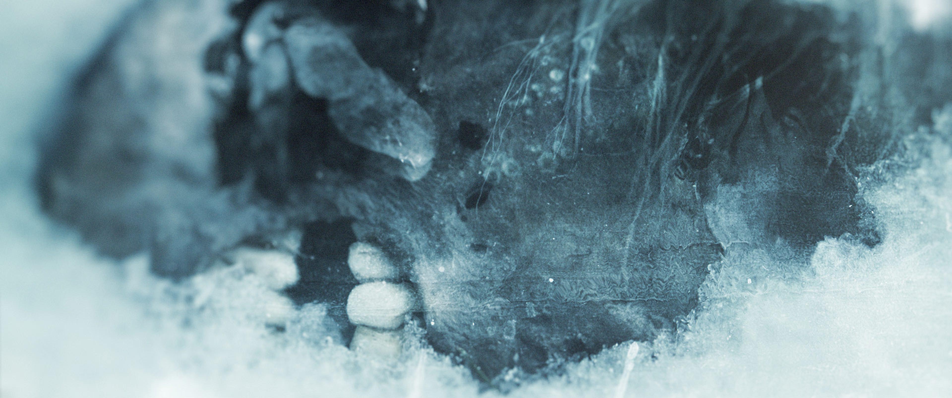 close up of dead horse lying in snow