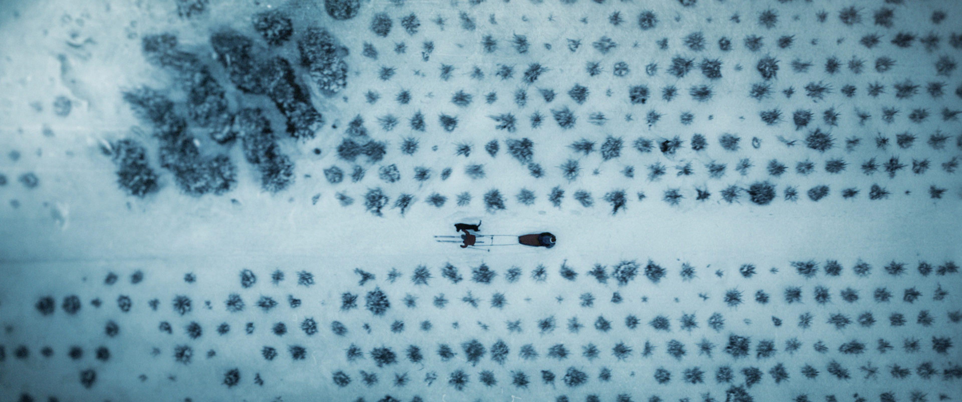 dog sleigh on snow seen from drone viewpoint