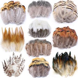 Feather Feather Popular product image