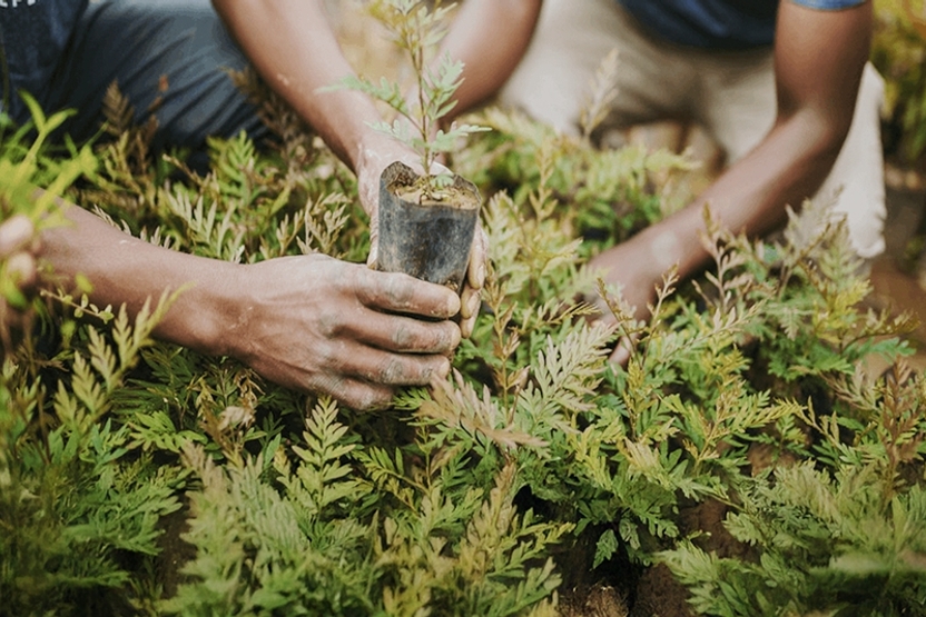 In Partnership With LoadUp And One Tree Planted, At Big Fig We Plant Two Trees For Every Old Mattress Picked Up By The LoadUp Team.