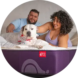 Alex And Ana's Pitbull Brad Loves Big Fig's Classic Mattress