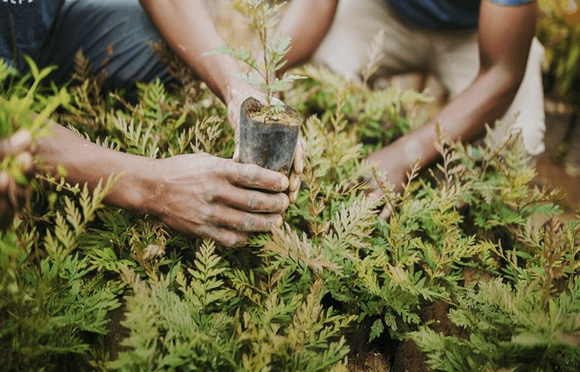 In Partnership With LoadUp And One Tree Planted, At Big Fig We Plant Two Trees For Every Old Mattress Picked Up By The LoadUp Team.