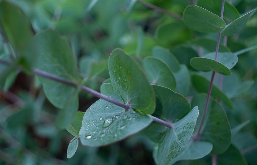 Big Fig's Premium Cooling Sheets Are Made From TENCEL™ Lyocell, A Supersoft, Breathable Fabric Made From Renewable Sources Like Eucalyptus Trees.