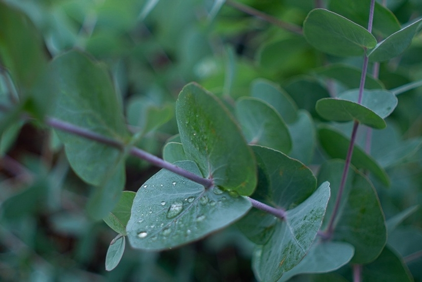 Big Fig's Premium Cooling Sheets Are Made From TENCEL™ Lyocell, A Supersoft, Breathable Fabric Made From Renewable Sources Like Eucalyptus Trees.