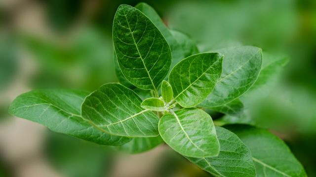 Ashwagandha - Our Ancient Hero