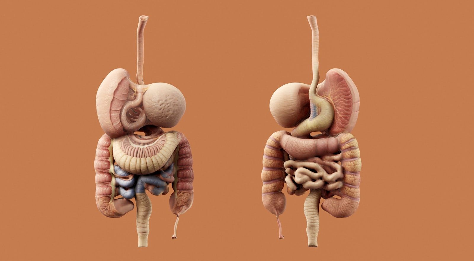 Leaky Gut vs IBS: Symptoms, Differences, and What to Do About Each