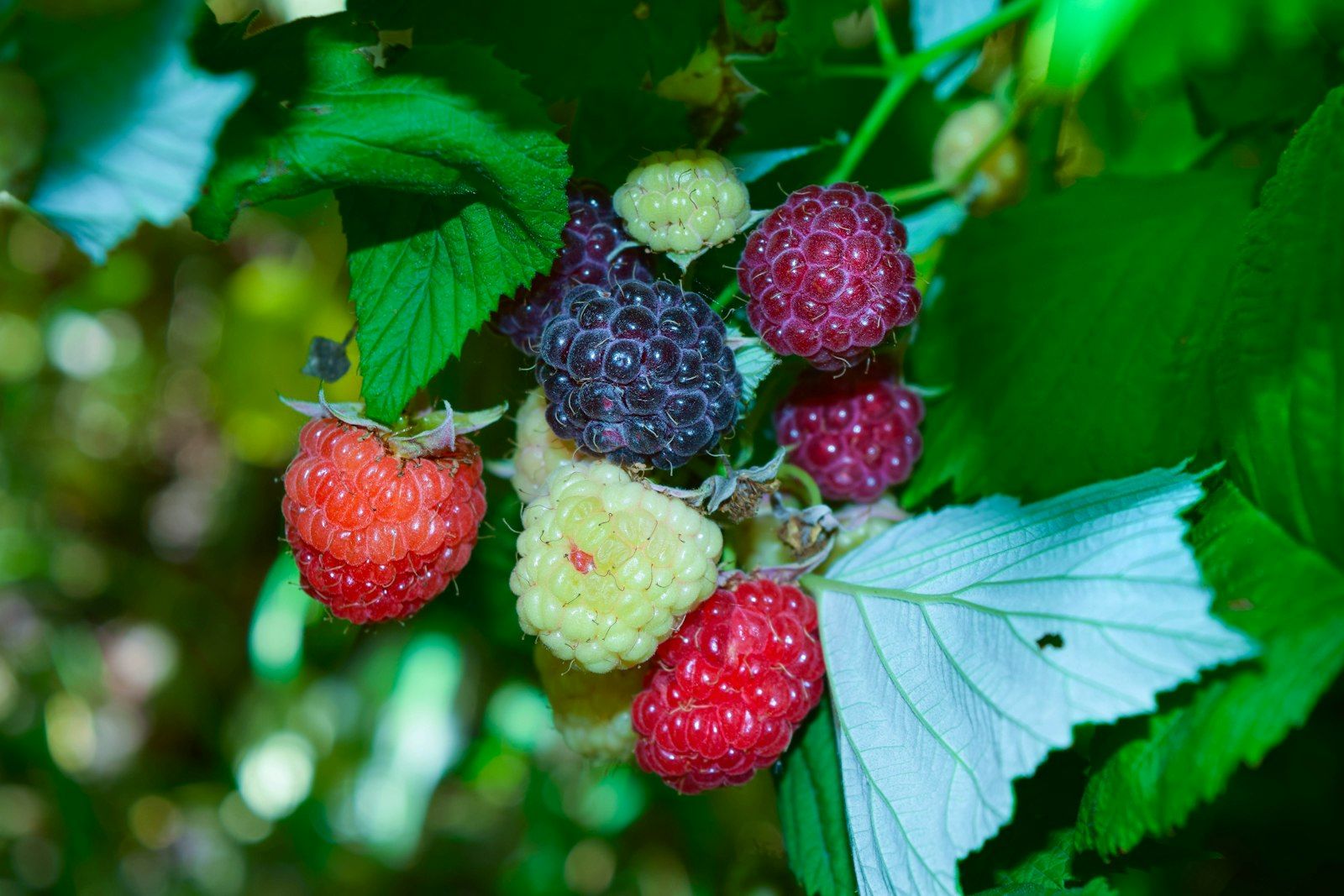 Top 6 Foods to Prevent Cancer
