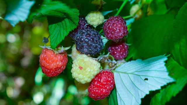 Top 6 Foods to Prevent Cancer