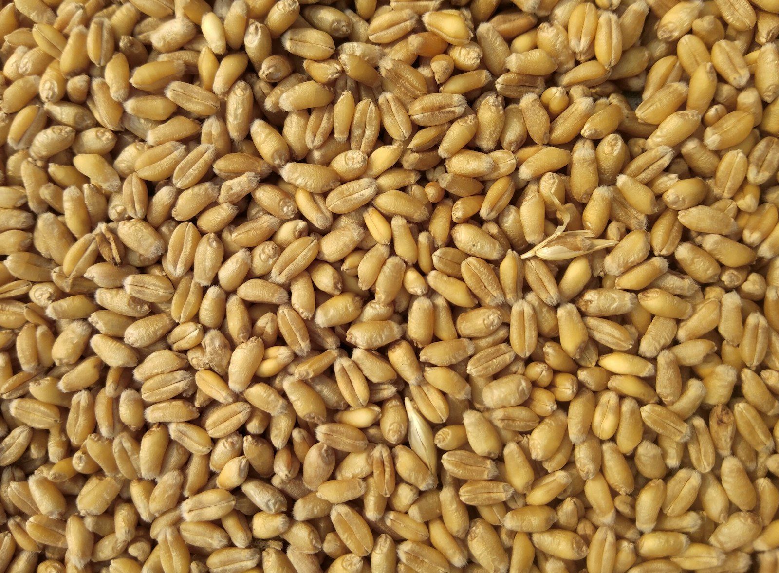 Ragi, Jowar, Bajra: A Complete Guide to Indian Millets