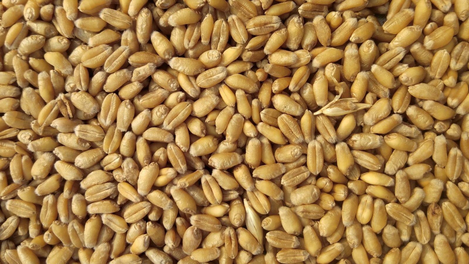 brown grains