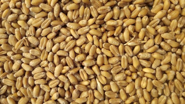 Ragi, Jowar, Bajra: A Complete Guide to Indian Millets