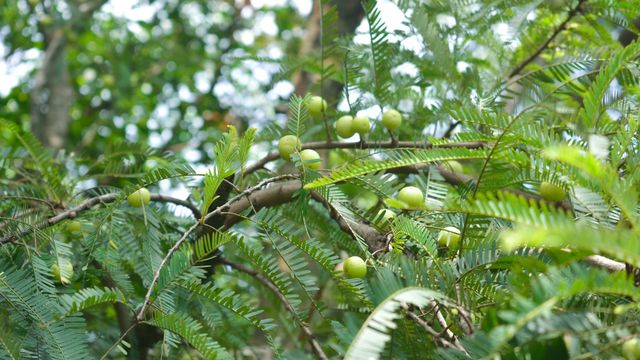Benefits of Amla
