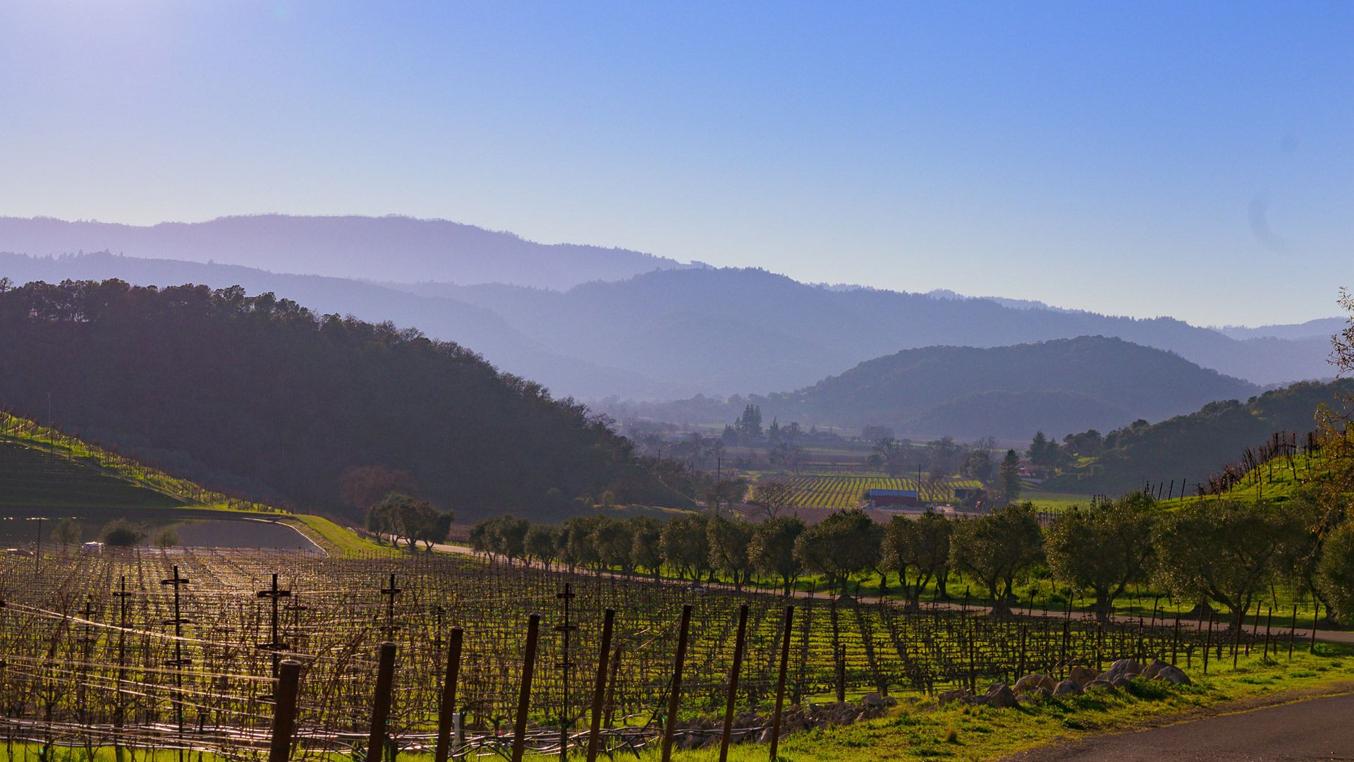 Vinum Cellars Cover Image