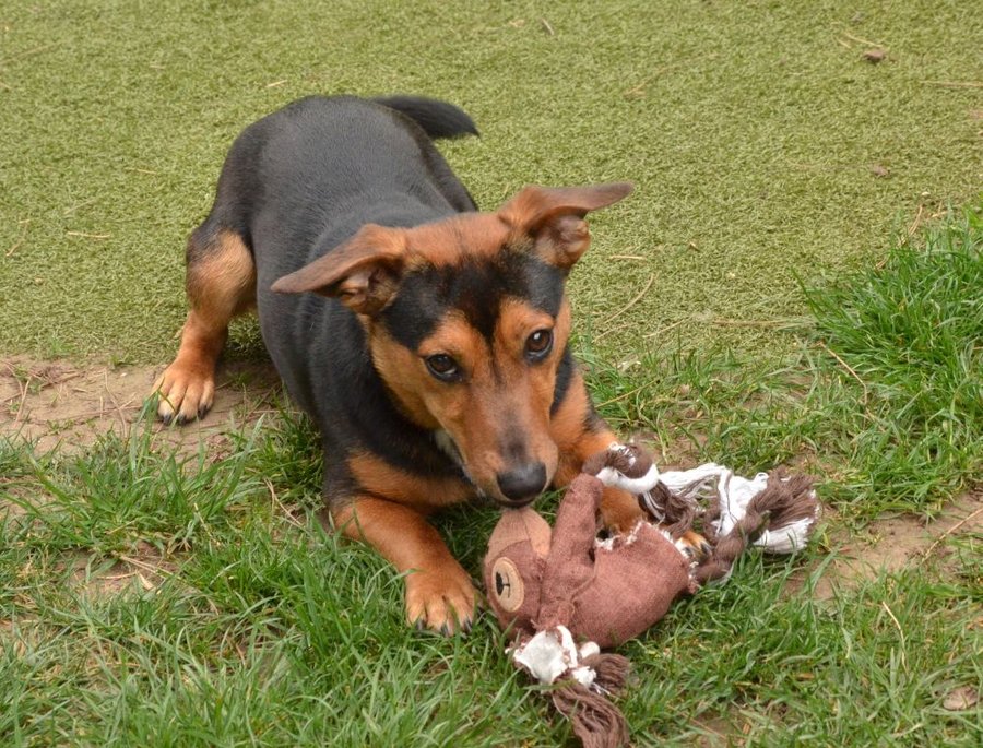 Doby