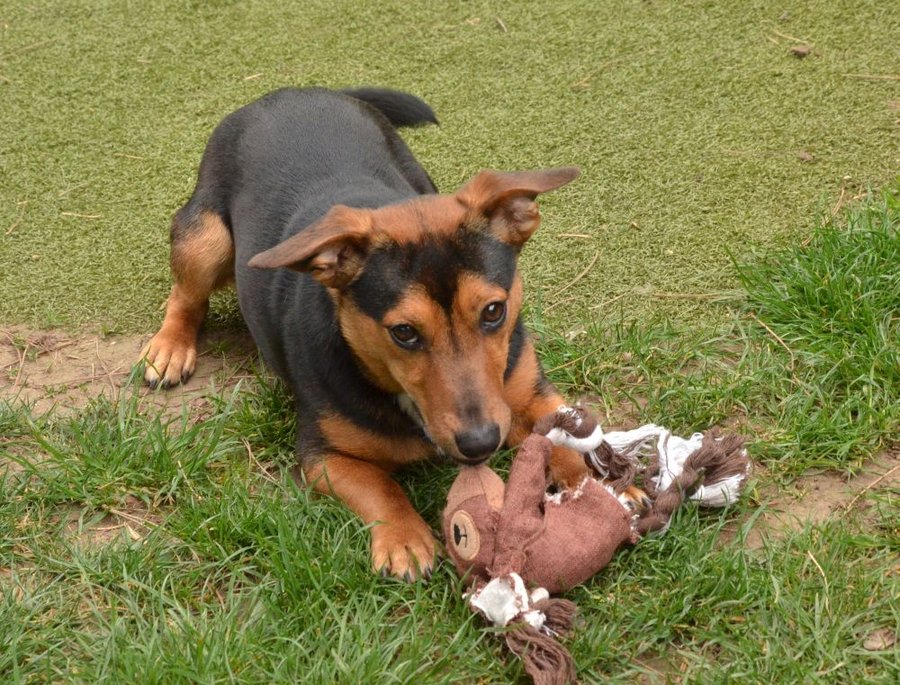 Doby