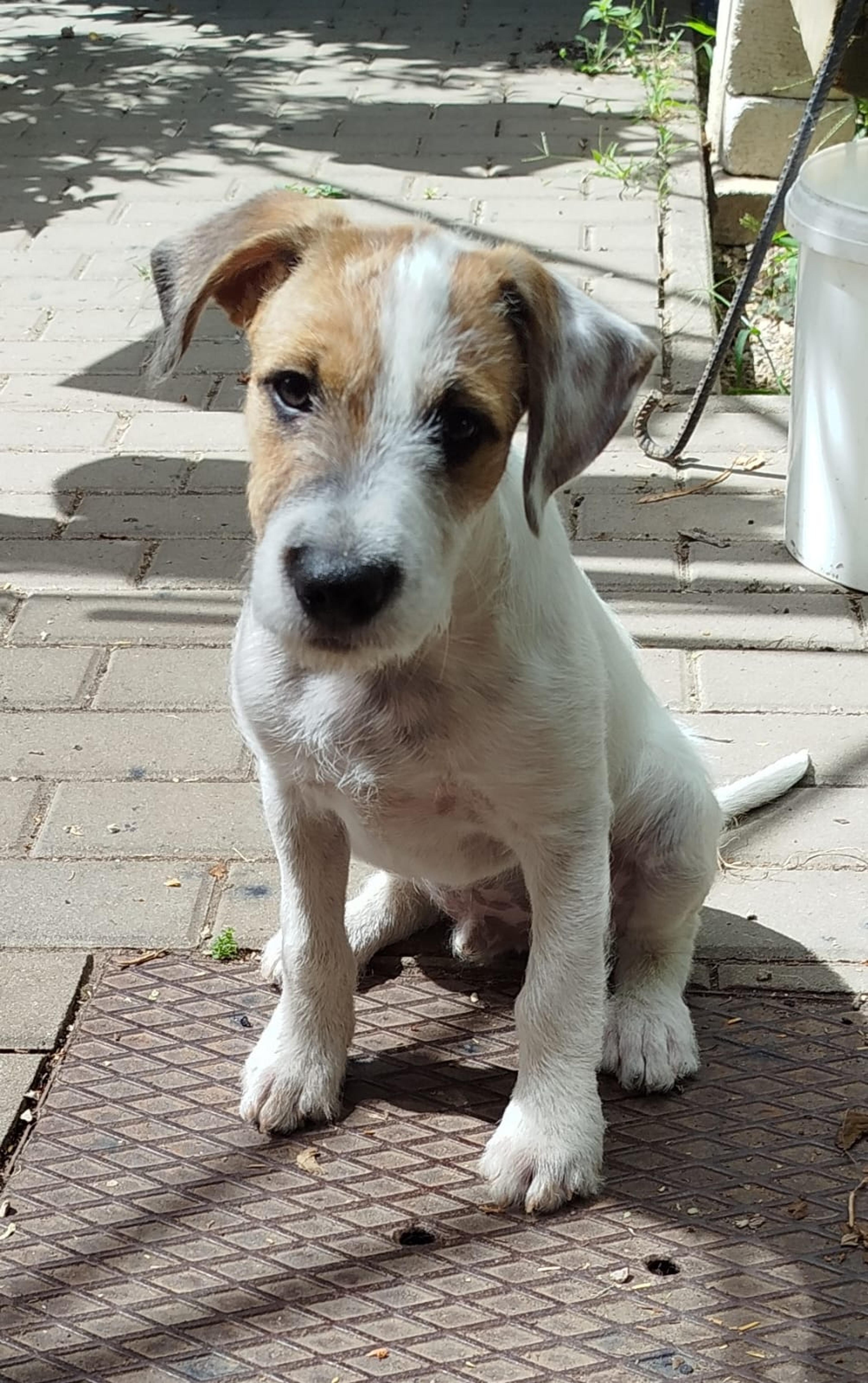 Lio 