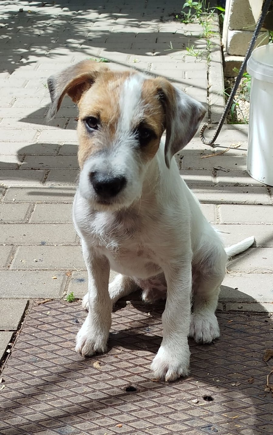 Lio