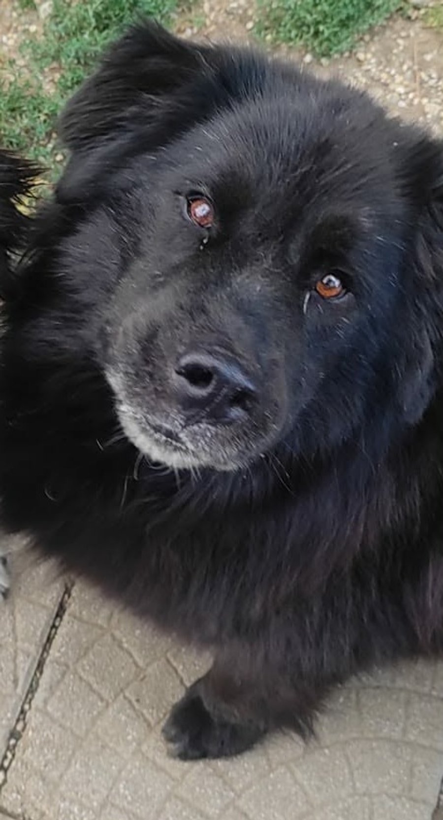 Maco