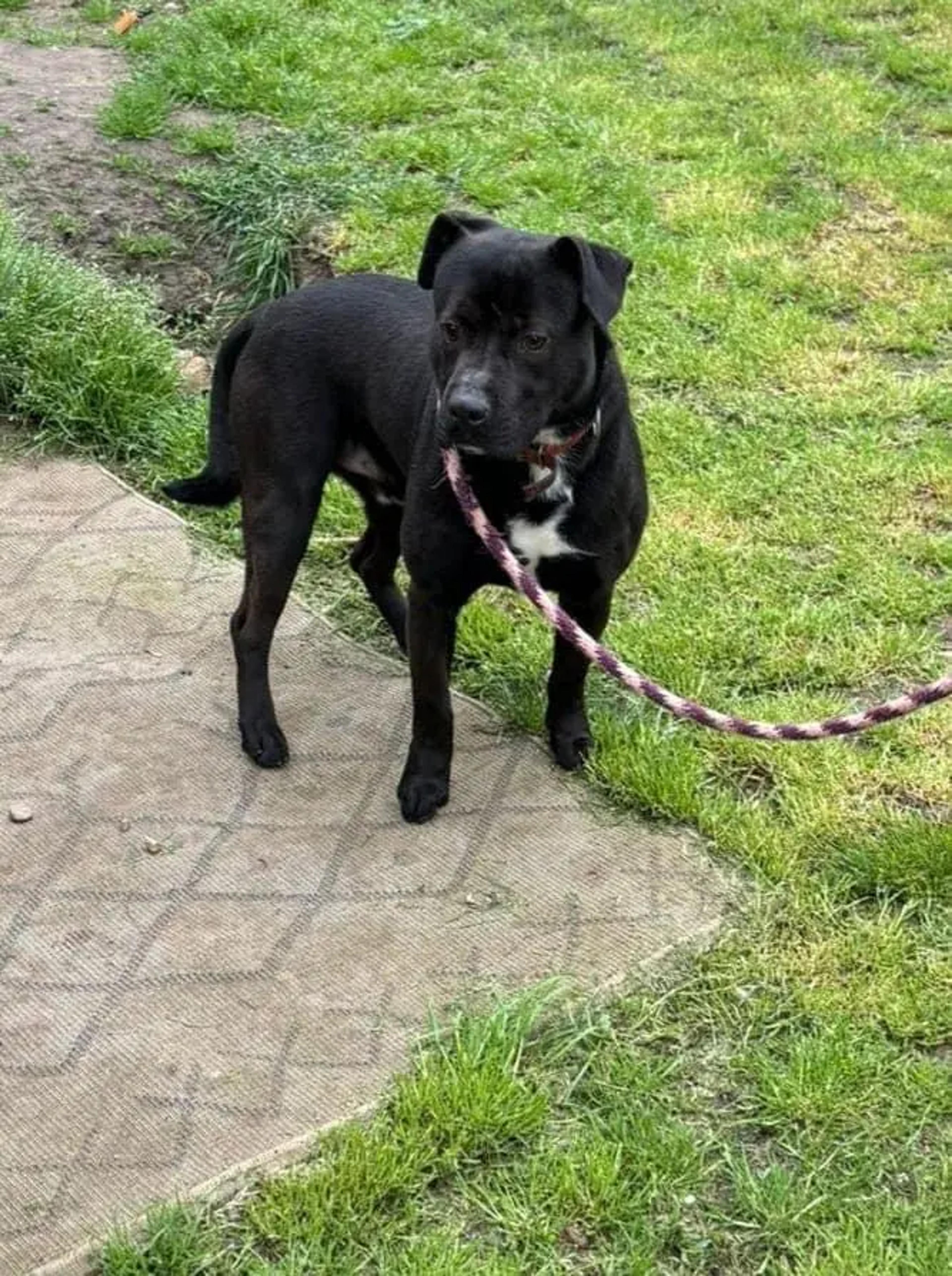 Bono