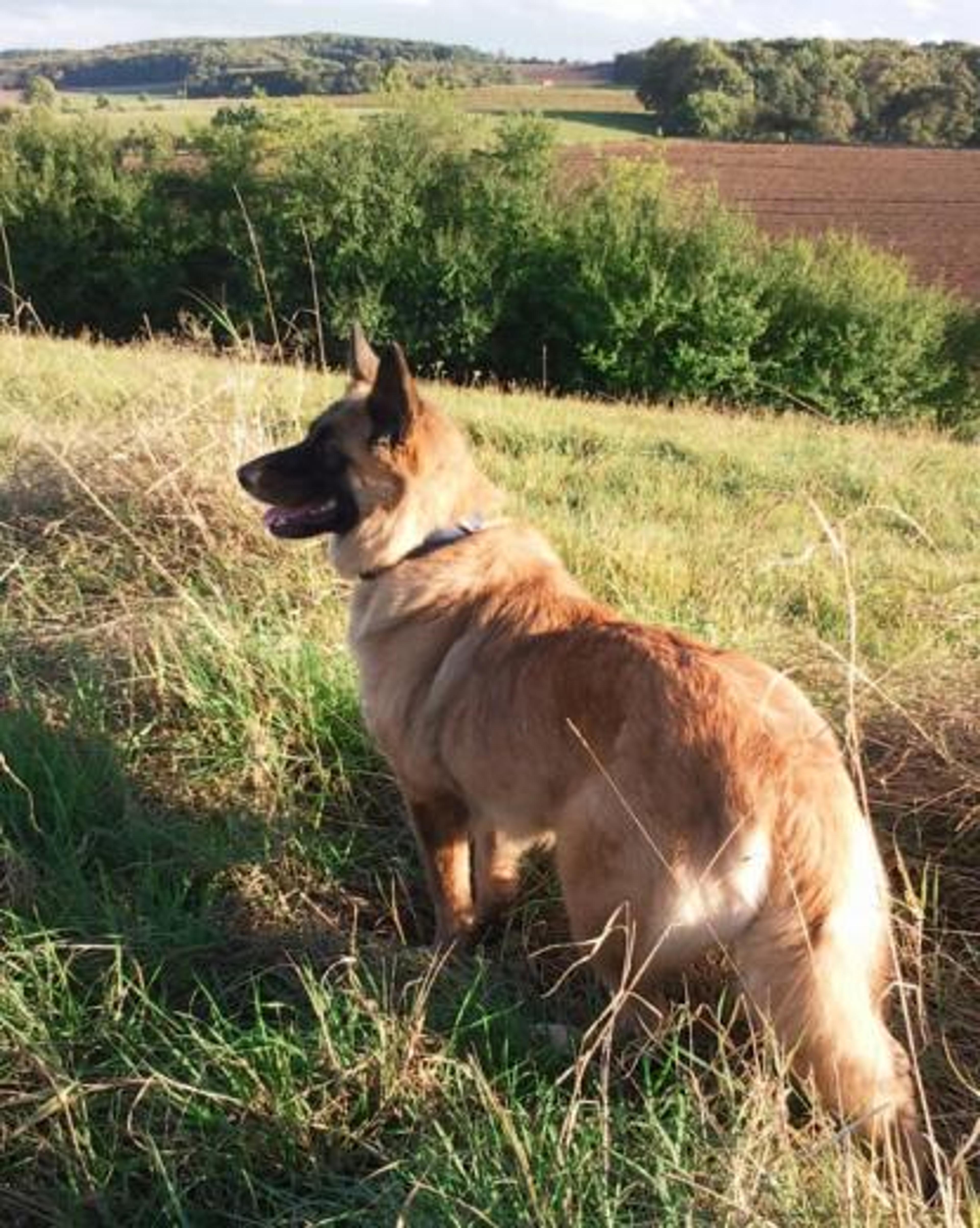 Lesna