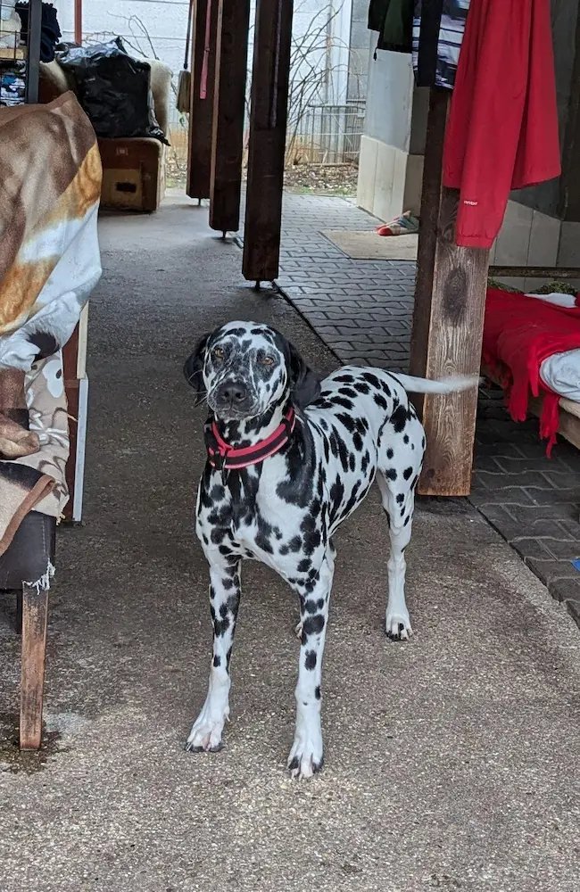 Nala