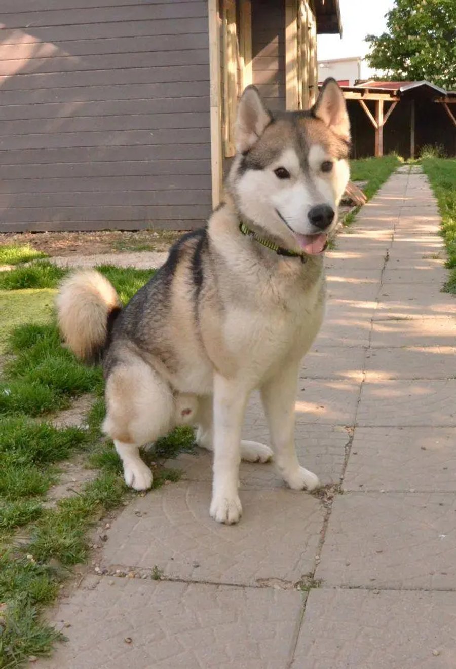 Wolfi