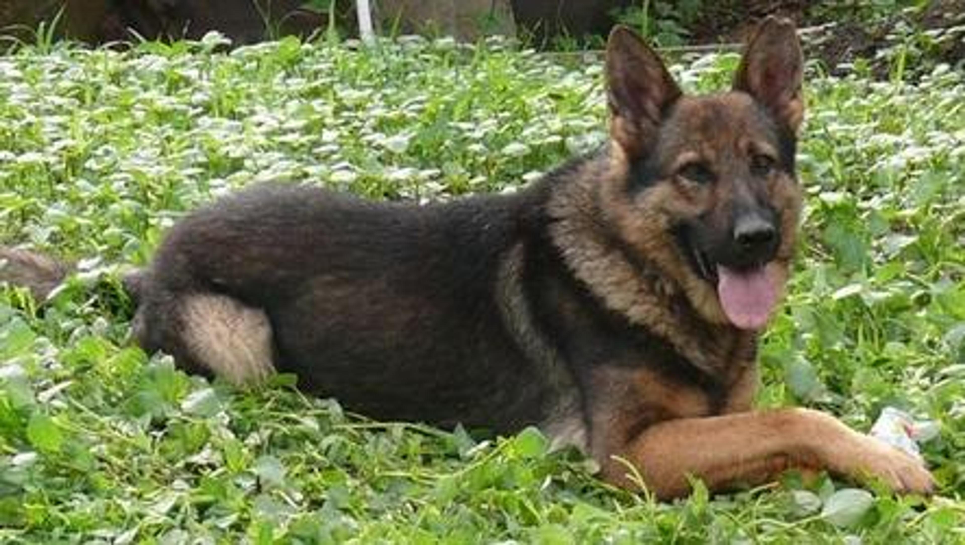 REX