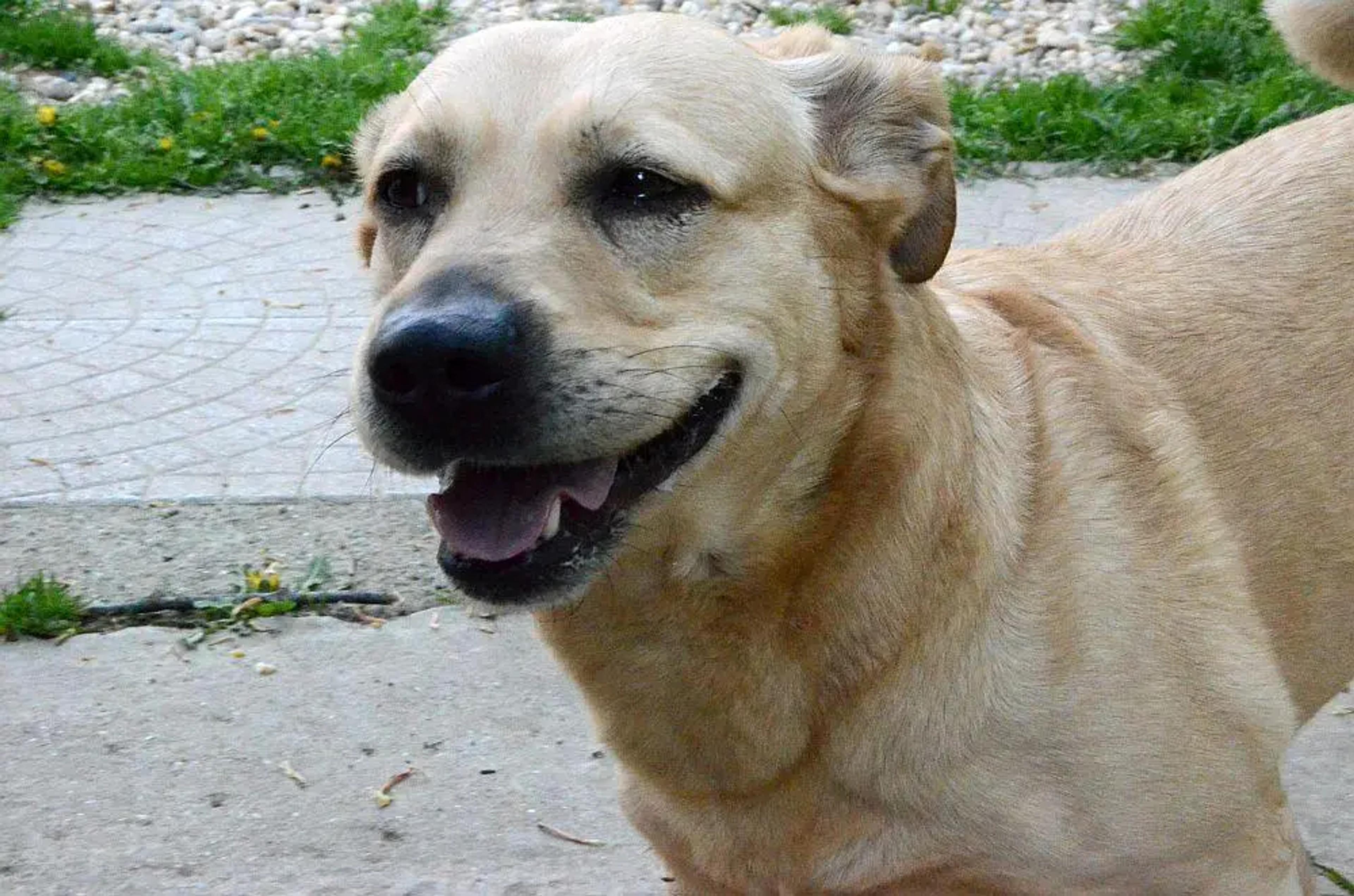 Andolino