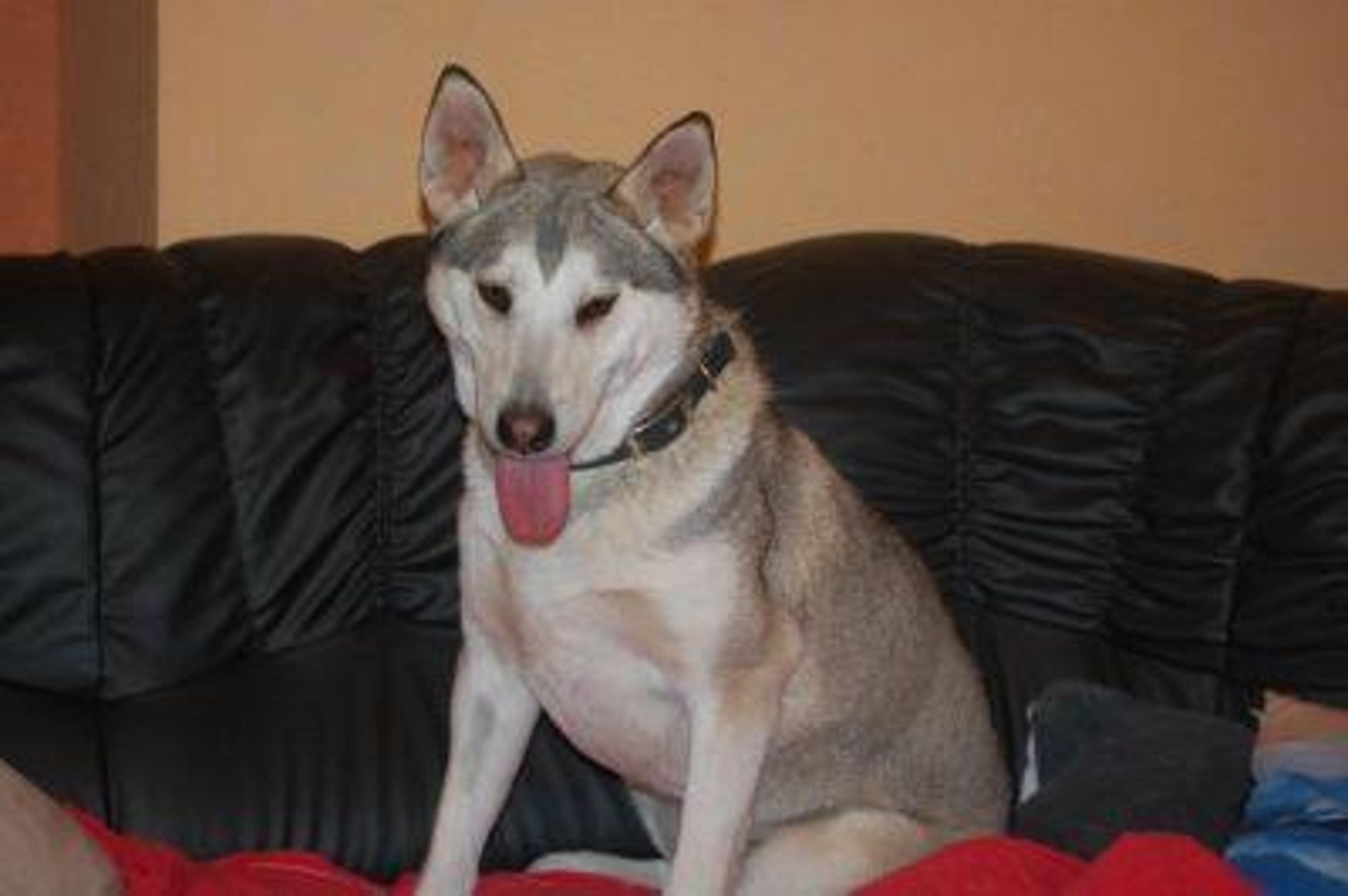 Brusca