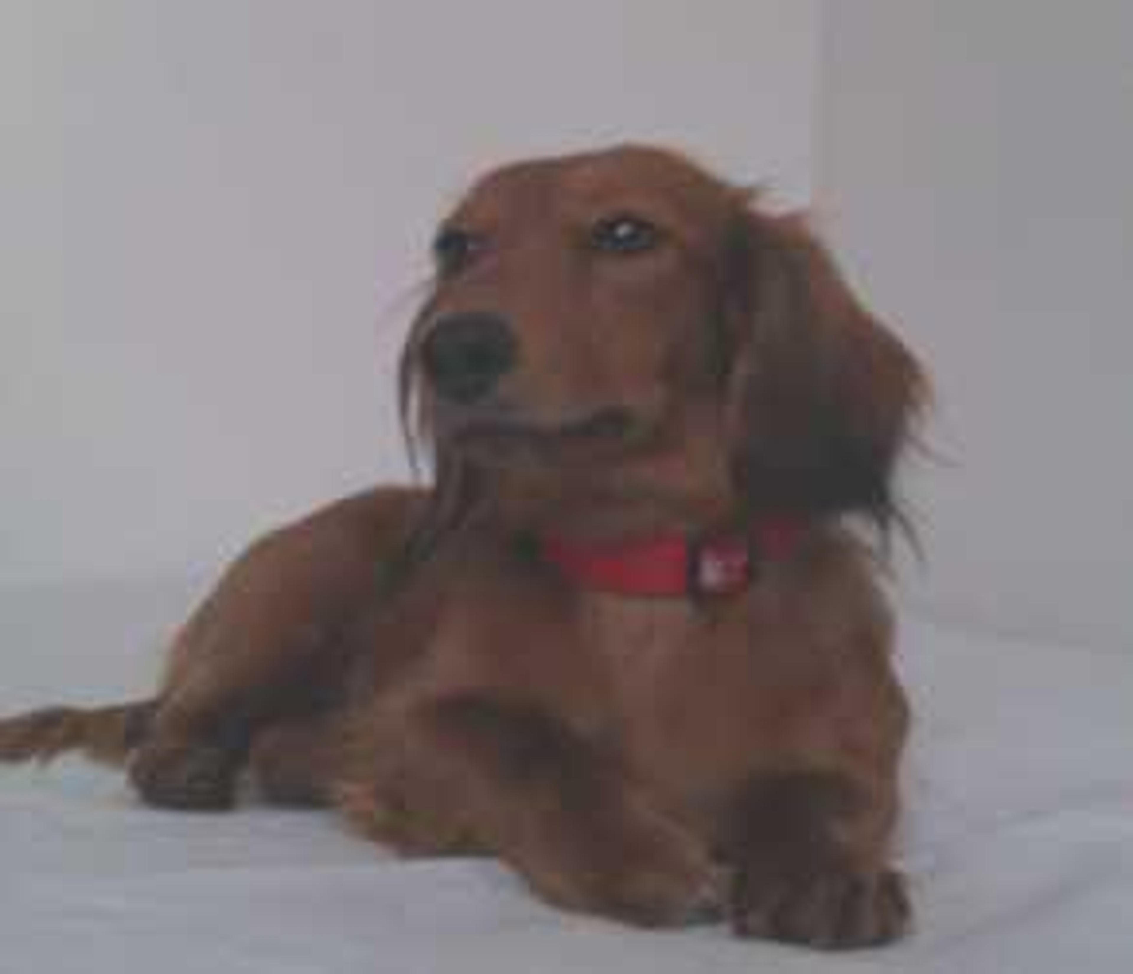NIKITKA