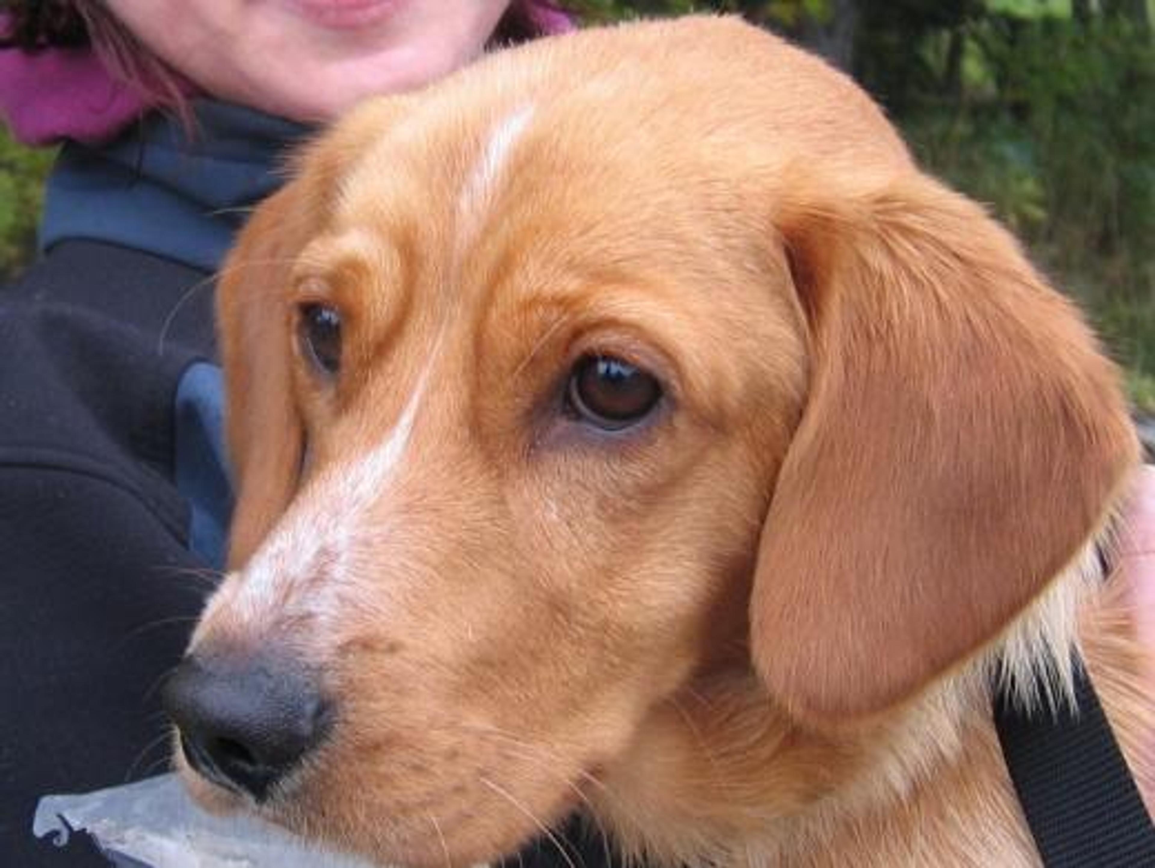 Benji