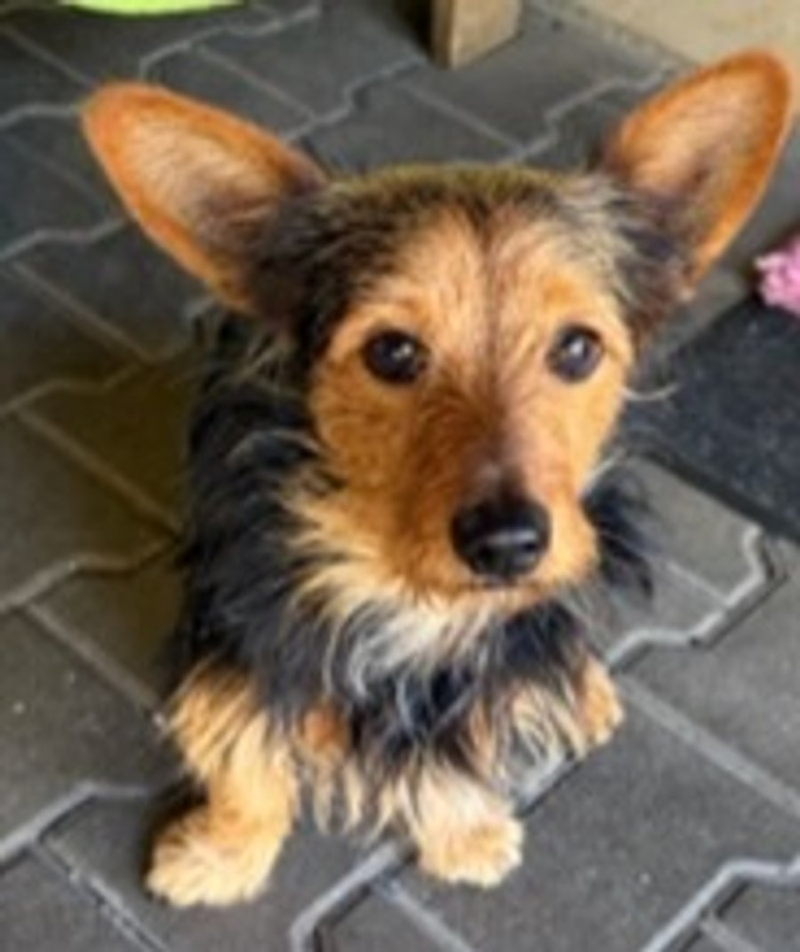 Charlie