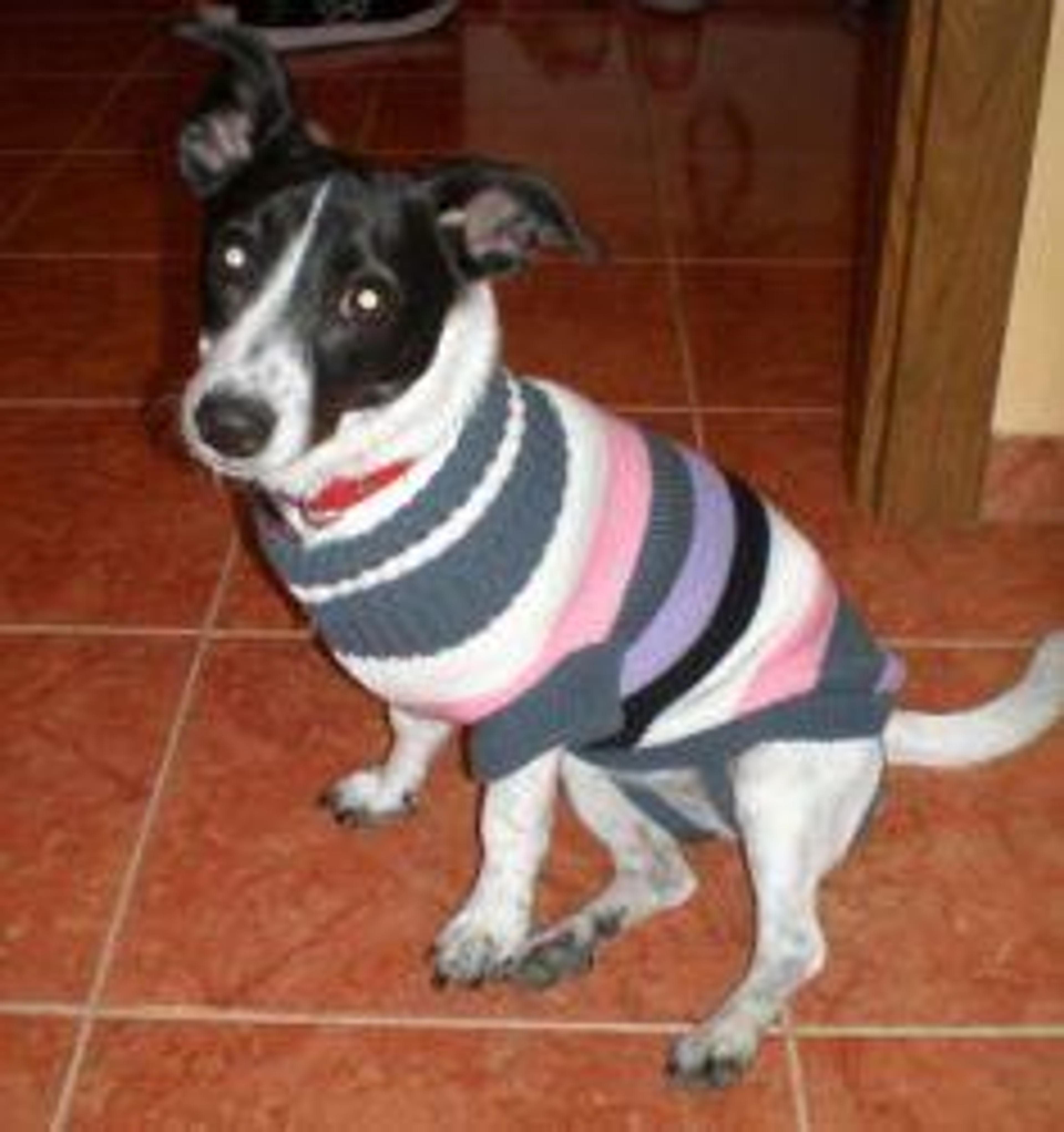 NETTY z dvojice Netty a Nessy