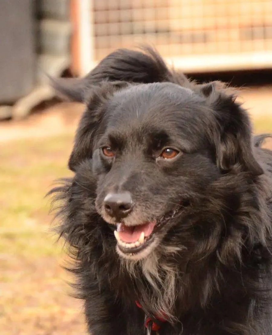 Loki
