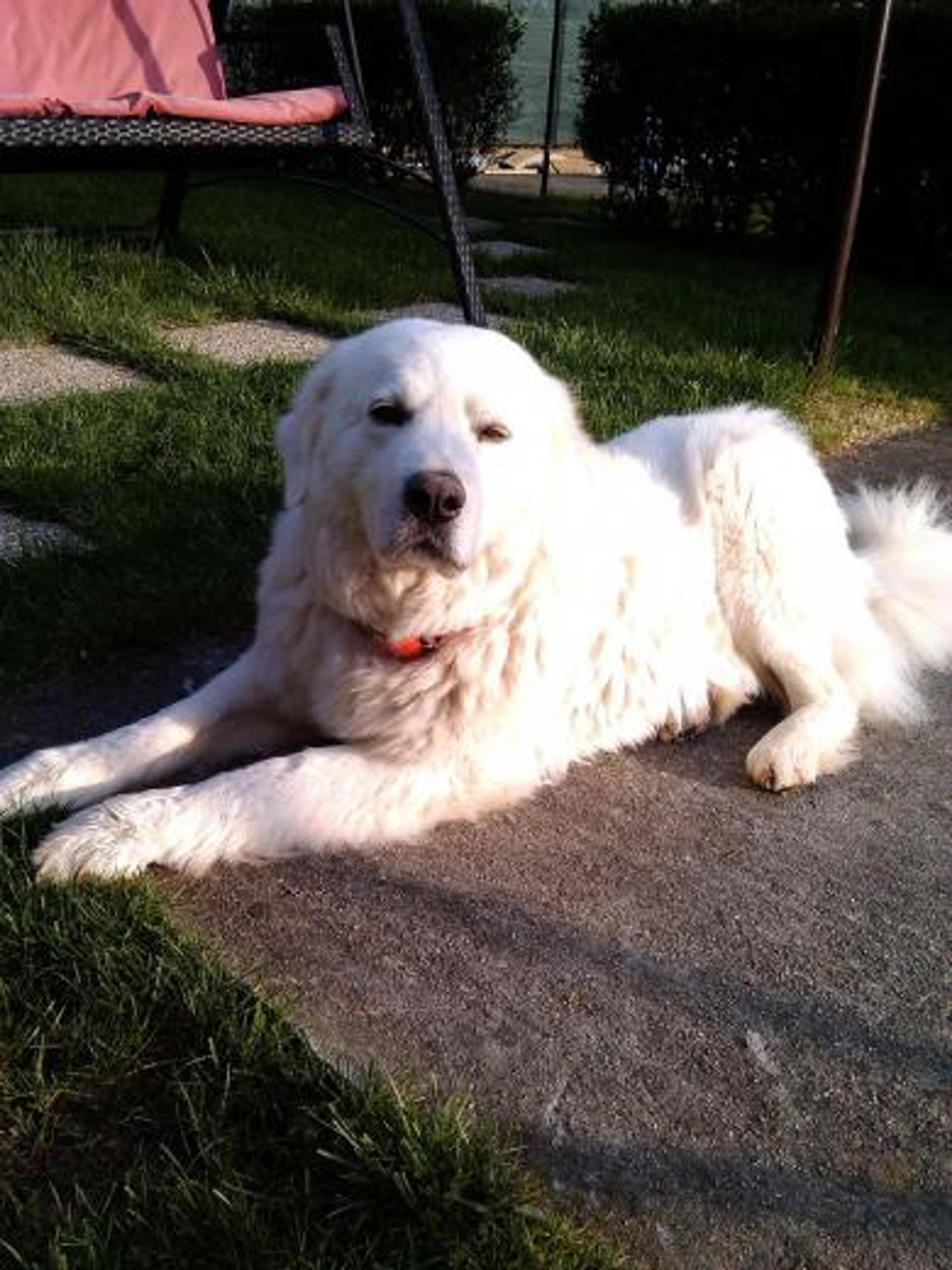 Paxi