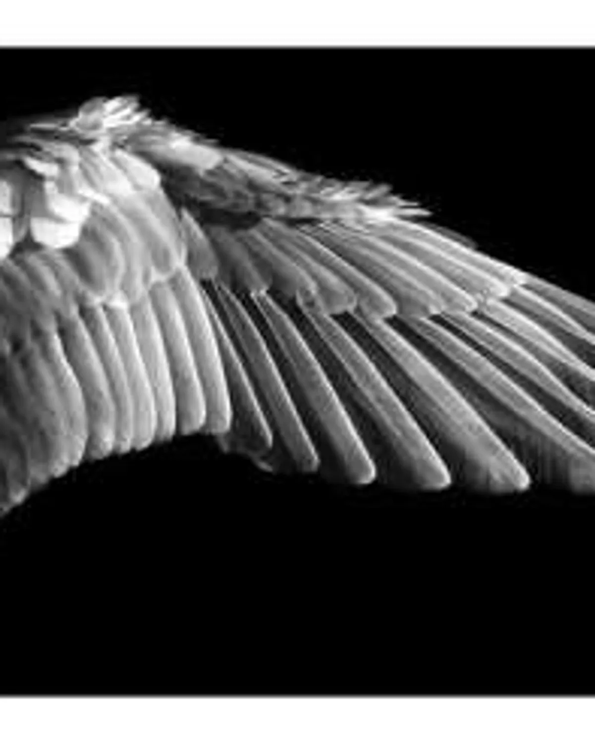 Gabriel's Wing by Robert Longo