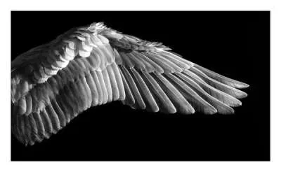 Gabriel's Wing by Robert Longo
