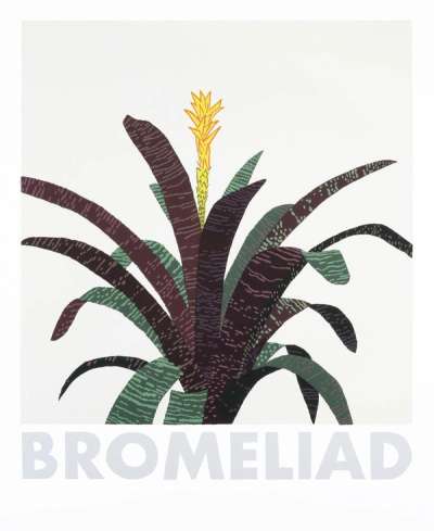 Bromeliad by Jonas Wood