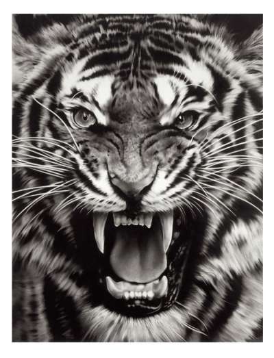 Untitled (Roaring Tiger Print)