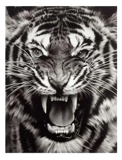 Untitled (Roaring Tiger Print) by Robert Longo