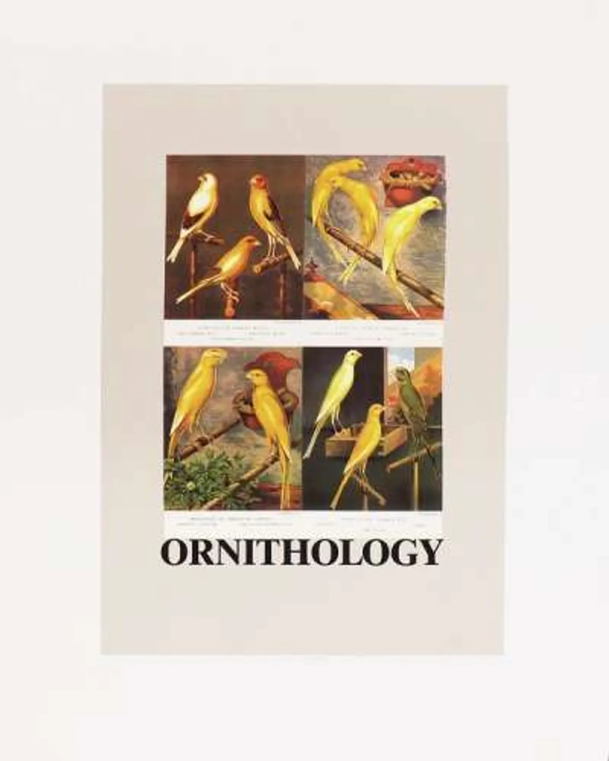 O Is For Ornithology by Peter Blake